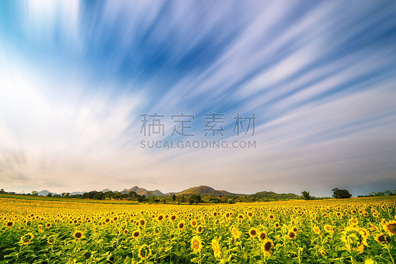 天空,田地,蓝色,向日葵,水平画幅,透过窗户往外看,无人,夏天,户外,泰国