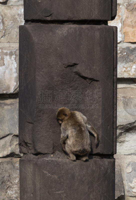 地中海猕猴,垂直画幅,哺乳纲,直布罗陀,无人,猿,猴子,德国,摄影