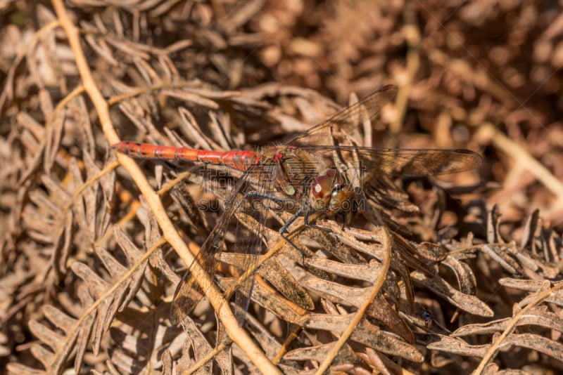 雄性动物,blue darter dragonfly,鹭管鱼,条斑赤蜻,蜻蜓,自然,褐色,野生动物,水平画幅,无人