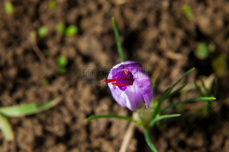 番红花属,花蕾,芳香的,水平画幅,无人,户外,仅一朵花,农作物,田地,植物