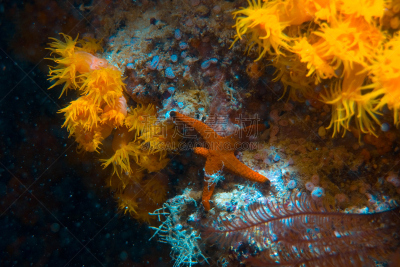 海葵,珊瑚,水,水肺潜水,水下,野外动物,feather star,山脊,礁石,热带气候