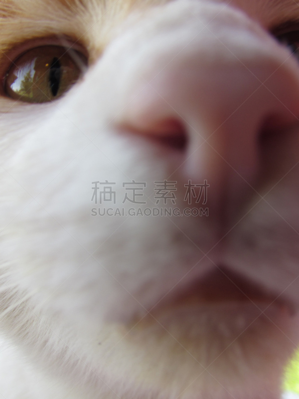 普莱诺市,加菲猫,暹罗猫,动物喊叫,蹄,垂直画幅,野生猫科动物,爪子,动物身体部位,野外动物