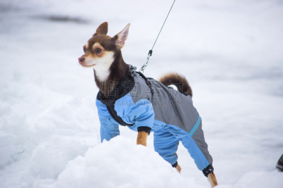 狗,小的,连衣裙,水平画幅,雪,户外,阿拉斯加雪橇犬,人的眼睛,哺乳纲,友谊
