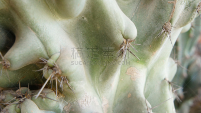 仙人掌,迪坡斯特兰山脉,迪坡斯特兰,水平画幅,绿色,无人,抽象,荆棘,户外