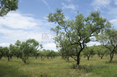 油橄榄树,波克罗勒岛,橄榄枝,天空,水平画幅,无人,夏天,户外,草,农作物