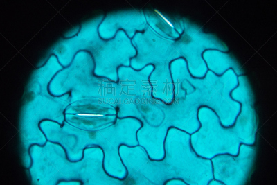 蚕豆属,放大效果,在下面,螺旋记事本,叶子,轻的,氟乙酰溴苯胺,生物学,显微镜,横截面
