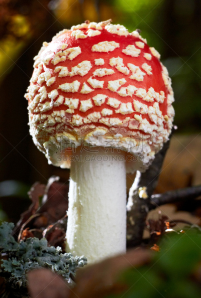 特写,毒蝇菇,橙色伞菌,伞形毒菌,自然,垂直画幅,秋天,无人,有毒生物体,斑点