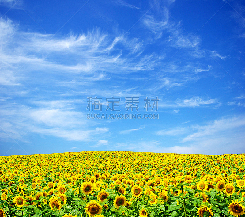 向日葵,田地,自然,天空,草地,水平画幅,地形,无人,蓝色,乌克兰
