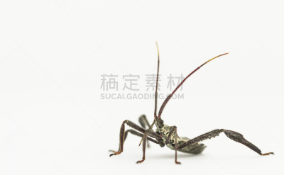 猎蝽科昆虫,白色背景,水平画幅,领土行为,林奈,动物身体部位,节肢动物,同类相食,特写,触角