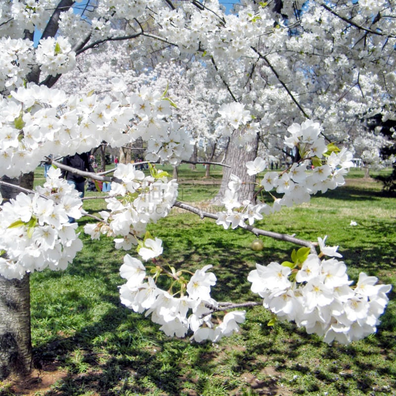 樱花,2010,华盛顿特区,天空,美,樱桃,无人,纯净,干净,李子