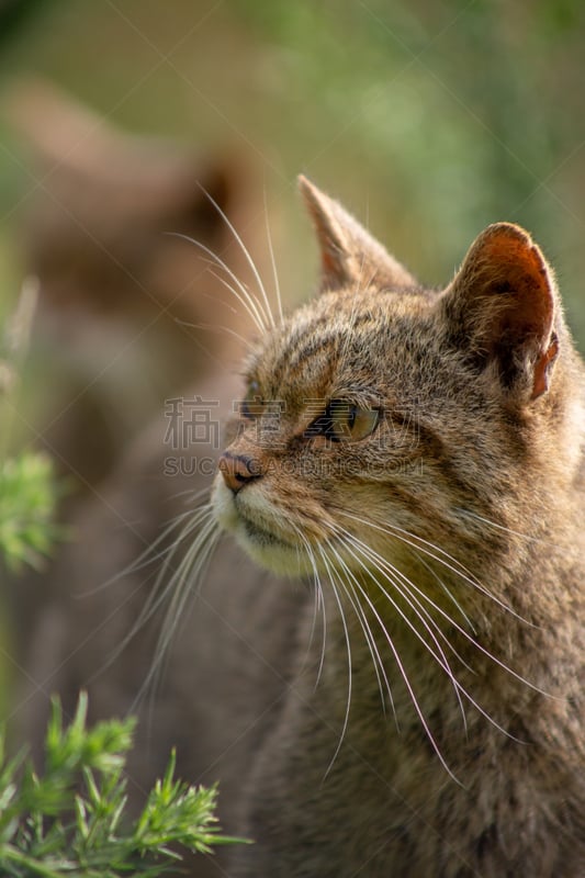 苏格兰野猫,垂直画幅,野生猫科动物,风险,苏格兰,野外动物,户外,虎,哺乳纲,英国