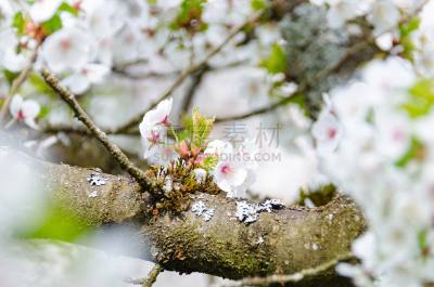 李树,花朵,树园,自然,选择对焦,留白,水平画幅,绿色,无人,抽象