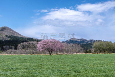 樱桃树,北海道,草地,贺卡,情人节卡,公园,柔和色,植物,户外,情人节