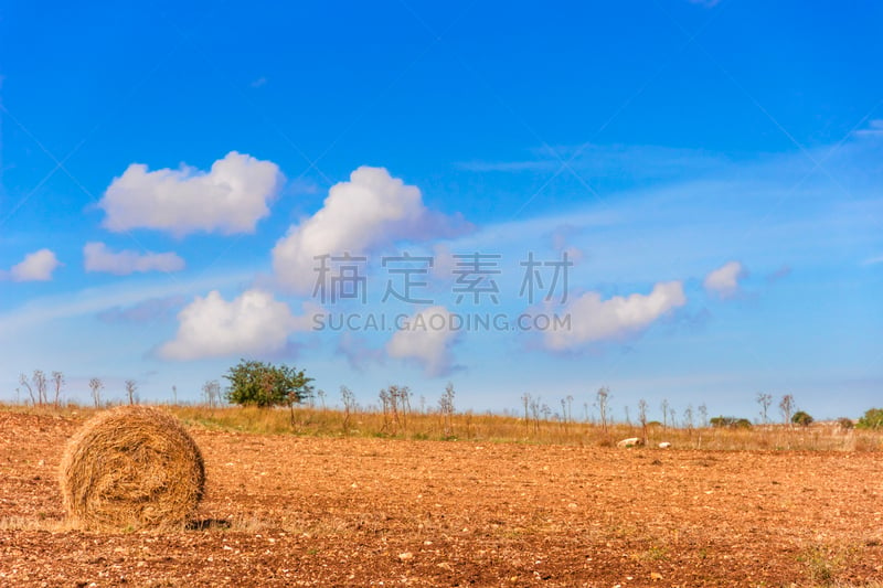 干草卷,地形,秋天,意大利,阿普利亚,阿尔塔,冰堆丘,赛尔瓦,单一栽培,生态保护区