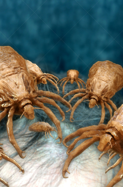 虱子,绘画插图,三维图形,头虱,害虫根除者,影像转移,垂直画幅,褐色,梳子