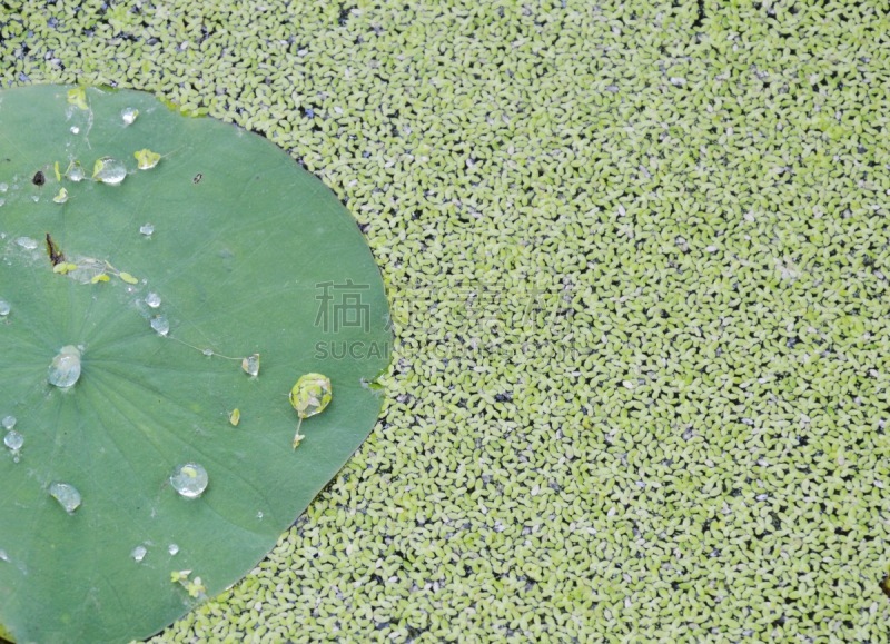 水,荷花,水生动植物,叶子,水滴,浮萍,光合作用,充气筏,翻滚,除草