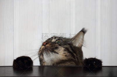 小猫,缅因库恩猫,留白,桌子,选择对焦,肖像,动物嘴,哺乳纲,动物,人的眼睛