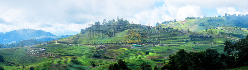泰国,稻,全景,梯田,清迈省,水,美,艺术,水平画幅,山