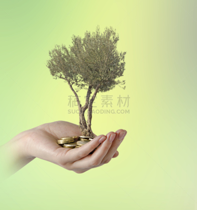 礼物,油橄榄树,手掌,接力赛,垂直画幅,四肢,重新造林,特写,部分,植物