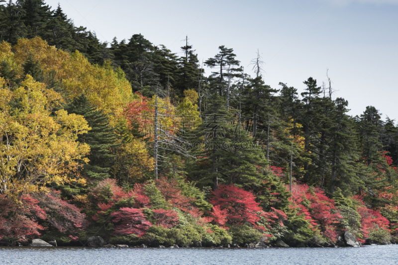 日本,秋天,叶子,池塘,蓼科山,千野,巴岳山,长野县,清新,枫叶