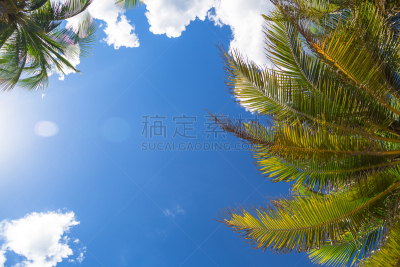 天空,蓝色,留白,棕榈树,正下方视角,云,顶部,美,度假胜地,水平画幅