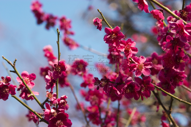 李子,小石川后乐园,文京区,梅花,白色,植物,水平画幅,无人,2015年,粉色