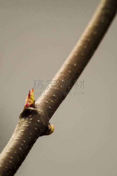 桂离宫,花蕾,叶子,日本,连香树属,垂直画幅,美,新的,无人,户外