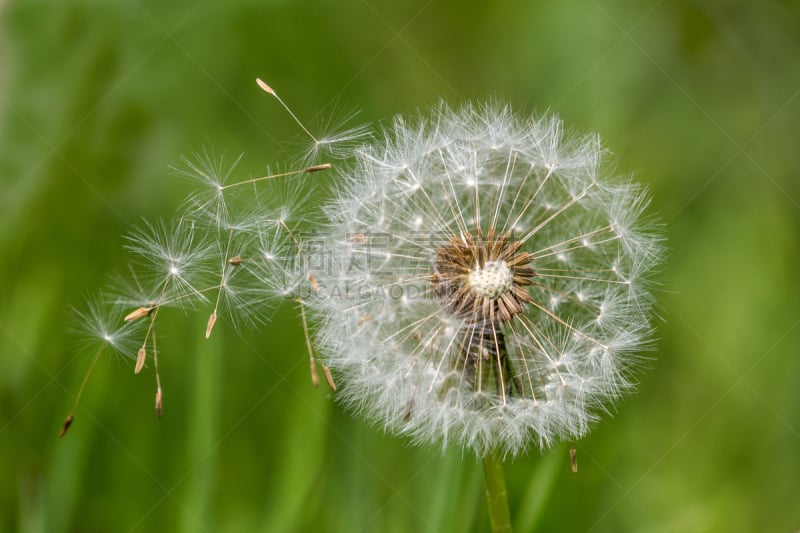 Dandelion clock dispersing seeds