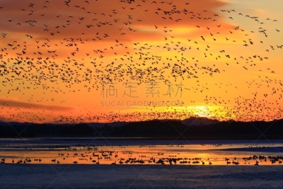 冬天,地形,沼泽,寒冷,云,荷花,雪,天鹅,水面,池塘