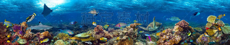 水下,礁石,地形,水,水平画幅,水肺潜水,无人,埃及,鲨鱼,野生动物保护