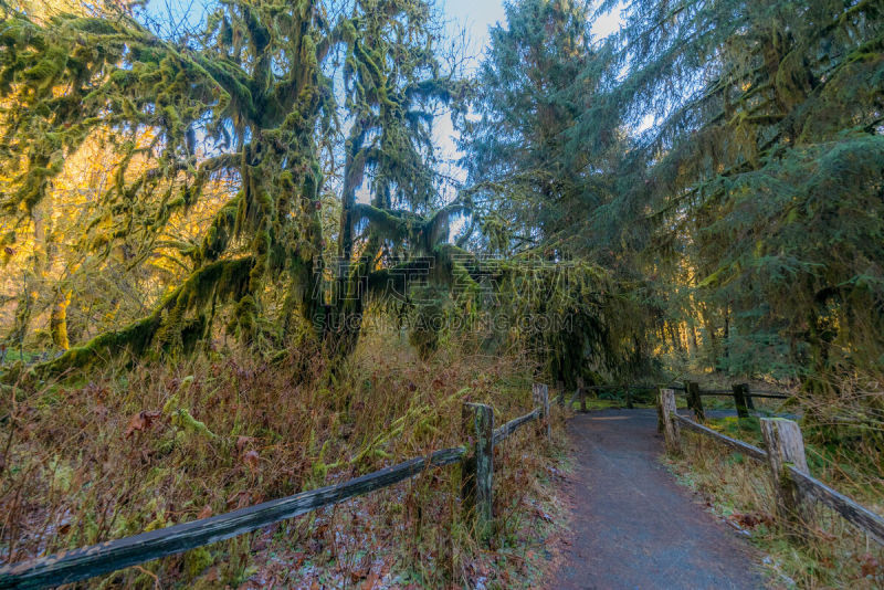 可可雨林,奥林匹克山,苔藓,雨林,小路,走廊,自然美,家,莫斯特