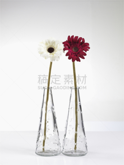 仅一朵花,垂直画幅,温带的花,蓝花藤,星芹属,无人,风铎花,猩猩木,重瓣花,毛拉花