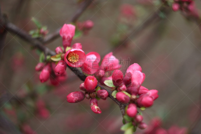 茶花,皱皮木瓜,自然,水平画幅,无人,红色,植物,枝,植物学,粉色