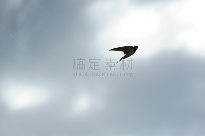 天空,燕子,家燕,留白,野生动物,水平画幅,无人,鸟类,野外动物,户外