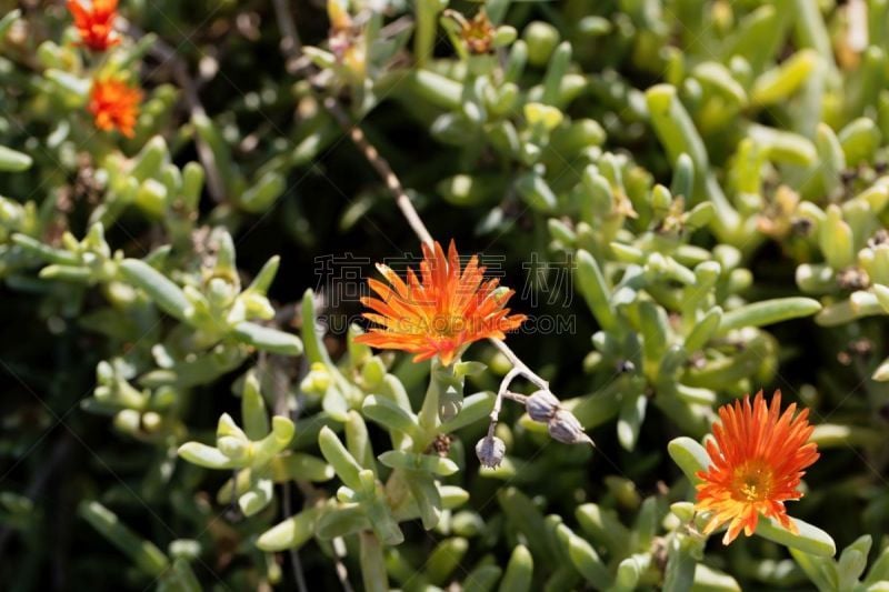 冰草,非洲雏菊,荒废的时光,生物学,自然,黄色,法国,环境,图像,花朵