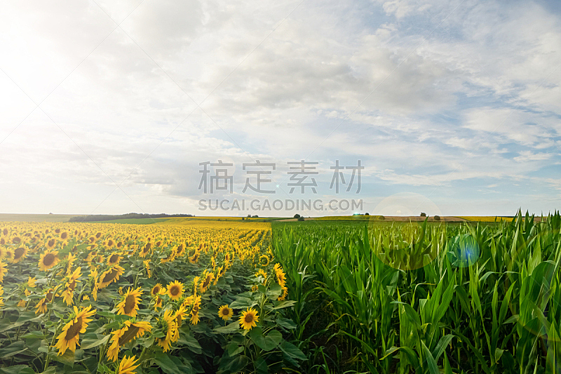 田地,玉米,向日葵,在之间,云,分界线,背景,天空,美,水平画幅