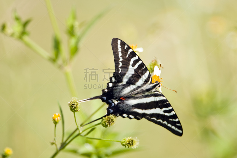 班玛纹凤尾蝶,白色,水平画幅,蝴蝶,鳞翅类,动物身体部位,条纹,翅膀,黑色,昆虫