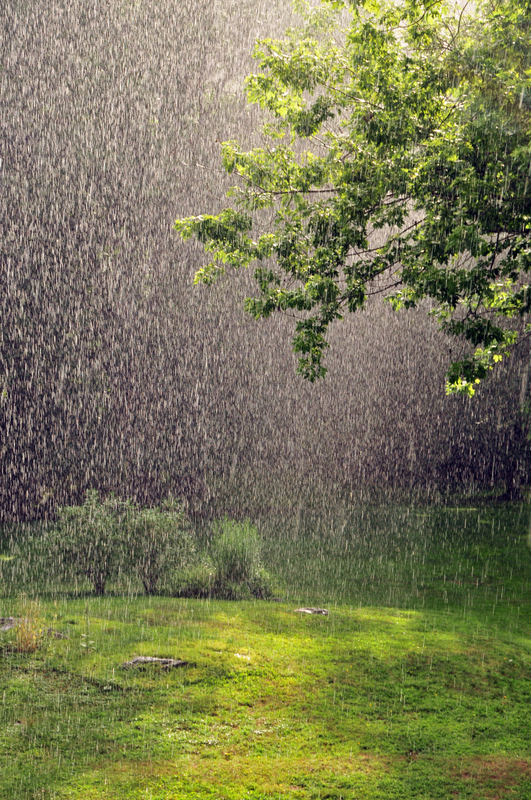 雨,绿色,日光,草,明亮,垂直画幅,暴风雨,无人,光,夏天预览效果