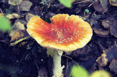 巨大的,毒蝇菇,伞形毒菌,毒蘑菇,自然,水平画幅,秋天,无人,有毒生物体,蘑菇