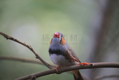 班玛纹雀,嫩枝,雄性动物,中景,影像年代,热带鸟,褐色,水平画幅,无人,鸟类