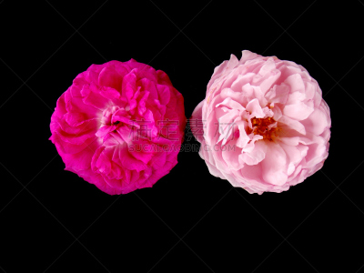 英国玫瑰,花束,礼物,植物,水平画幅,婚礼,彩色图片,无人,清新,泰国