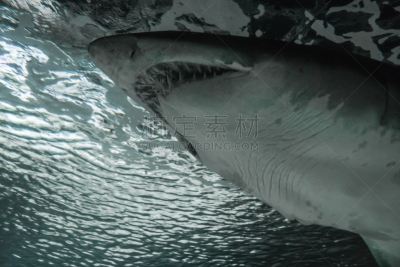 野外动物,bull shark,灰色铰口鲨,动物嘴,水平画幅,侧面像,巨大的,海产,动物身体部位,户外
