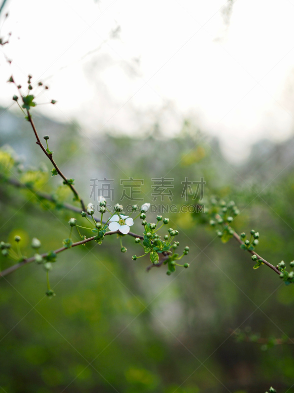 韩国,千金子藤,淸州市,垂直画幅,美,夏天,花卉花环,特写,白色,植物