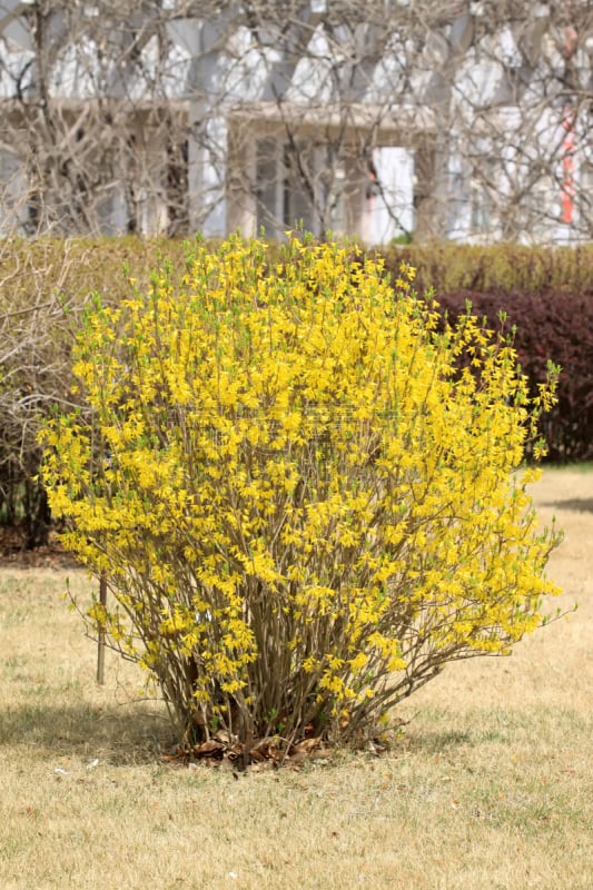 连翘属植物,仅一朵花,垂直画幅,无人,绘画插图,科学,生物学,花蕾,植物,生长