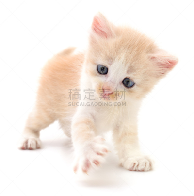 褐色,小的,小猫,斑纹鲈,垂直画幅,美,可爱的,家畜,猫科动物,乌克兰