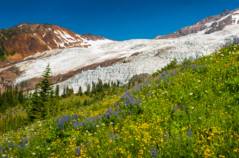 野花,贝克尔山,天空,雪,夏天,美洲,画笔,山脊,白色,北