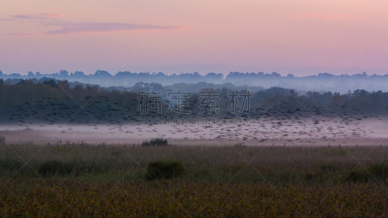 椋鸟,黄昏,旷野,萨默塞特平原区,萨默塞特,水平画幅,无人,英格兰,野外动物,户外