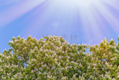 天空,明亮,蓝色,七叶树种子,春天,花朵,背景,美,公园,波尔塔瓦