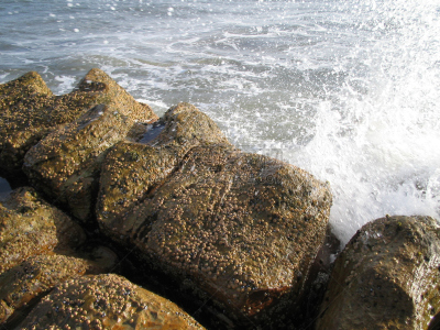 岩石,波形,两只动物,帽贝,水,水平画幅,沙子,湿,户外,湖