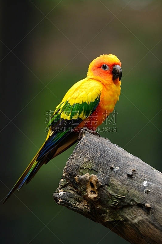 金太阳鹦鹉,垂直画幅,鸟类,动物身体部位,野外动物,异国情调,户外,雨林,喙,热带气候